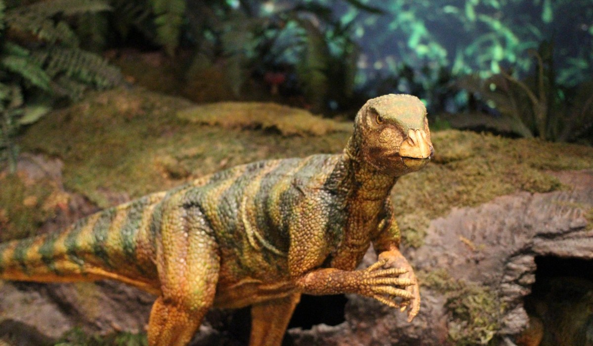 Dino Ausstellung Halle 2023: Highlights, Exponate und Besuchertipps