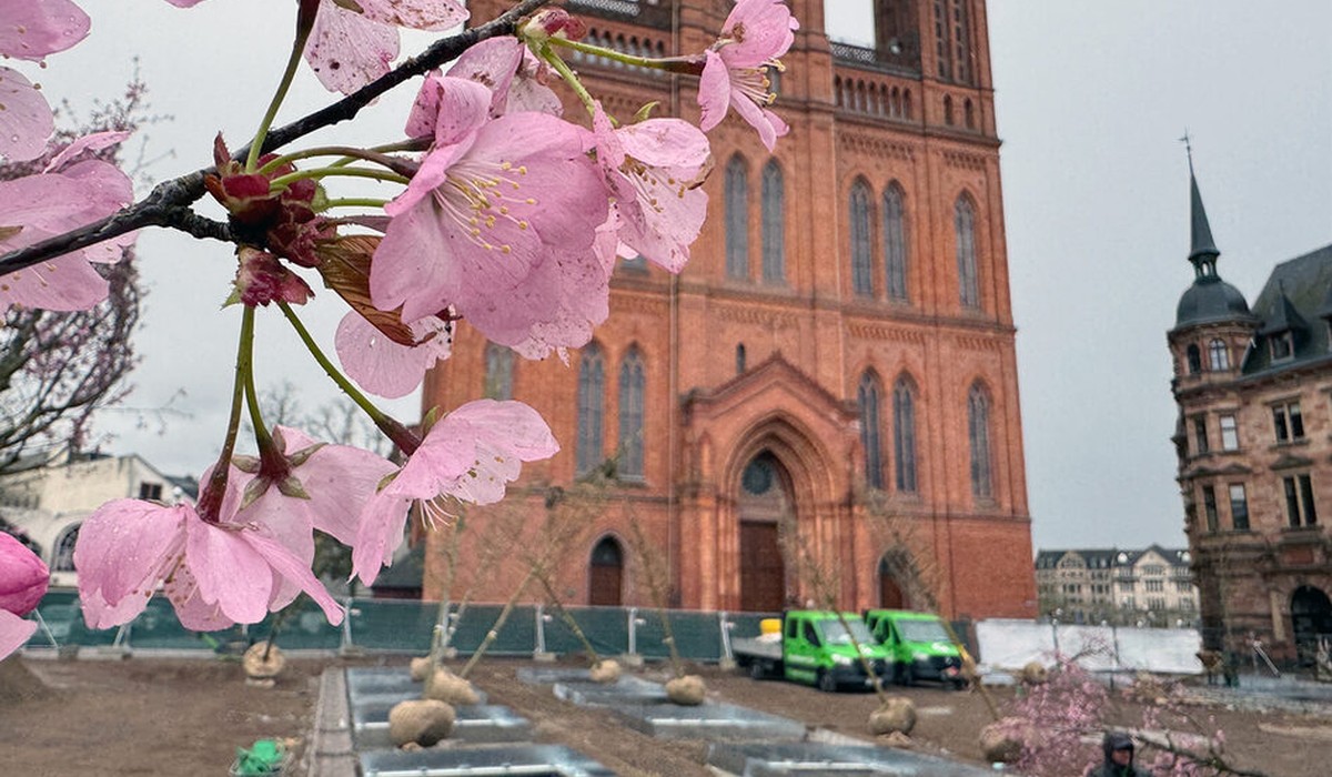 Wiesbaden pflanzt 24 Bäume auf dem Schlossplatz und installiert unterirdische Bewässerung Wiesbaden pflanzt 24 Bäume auf dem Schlossplatz und installiert unterirdische Bewässerung